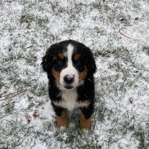 Meet your Posher, Cameron